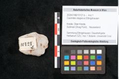 Foto (Objekt + Etikett) von Caulinites otagoicus Ettingshausen (NHMW-GEO-2024-0188-10121b)